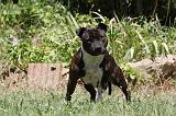 STAFFIE 420